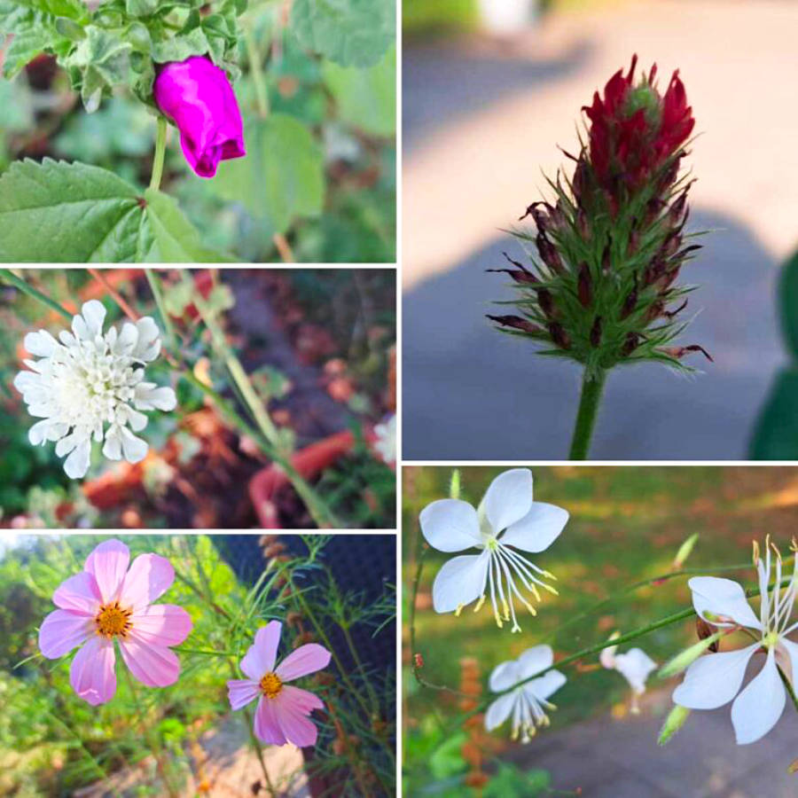 nuthegold e.V. - Natur und Garten